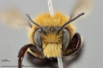 Media type: image;   Entomology 786060 Aspect: head frontal view